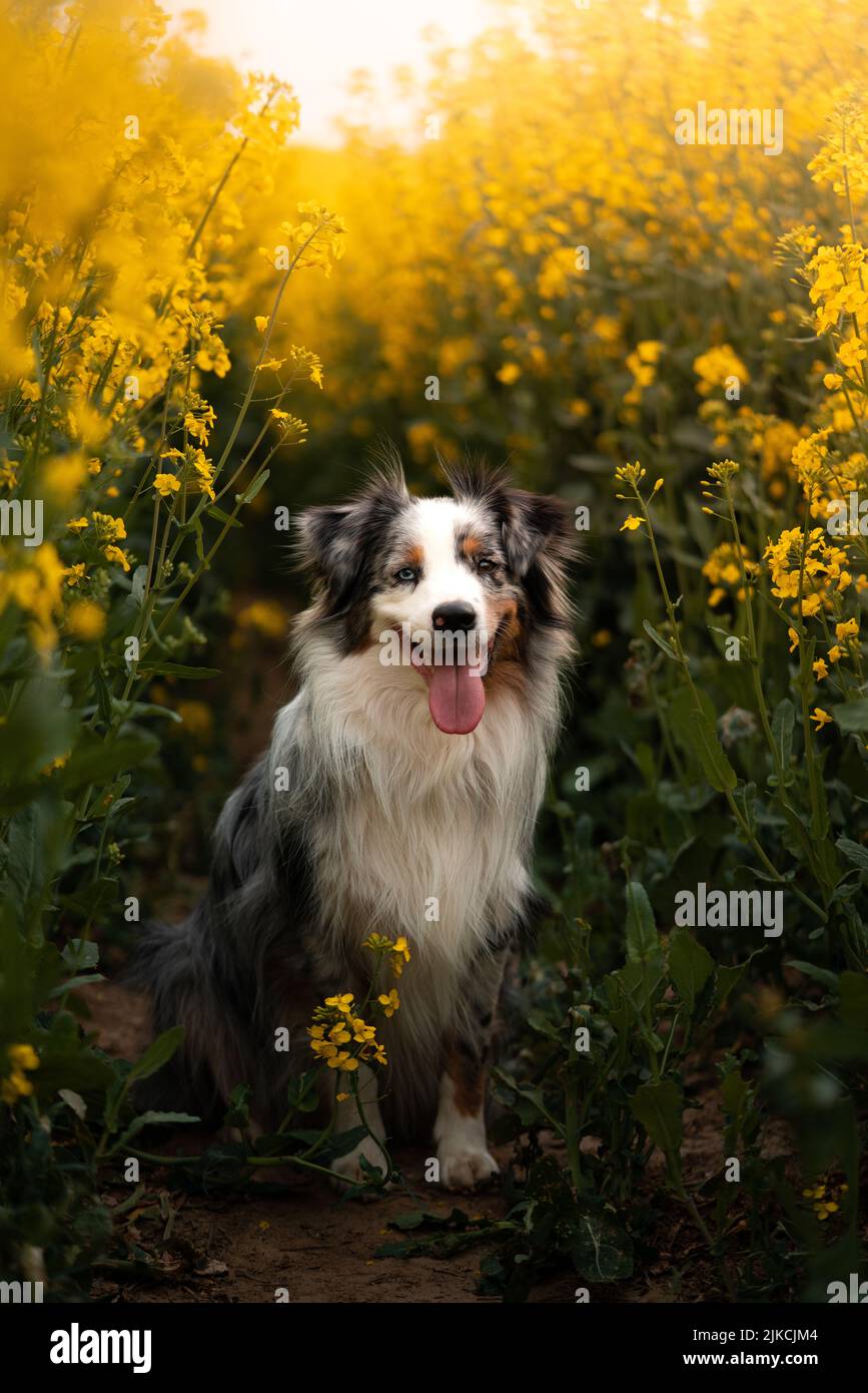 The Australian shepherd breed dog portrait in the canola flower field