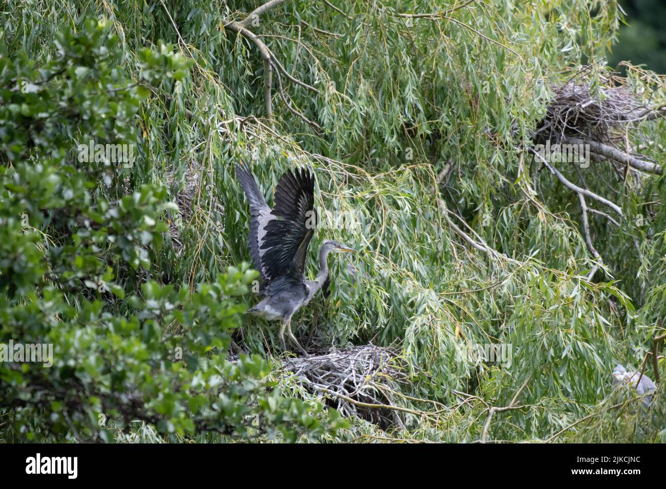 Young heron in flight Stock Photo