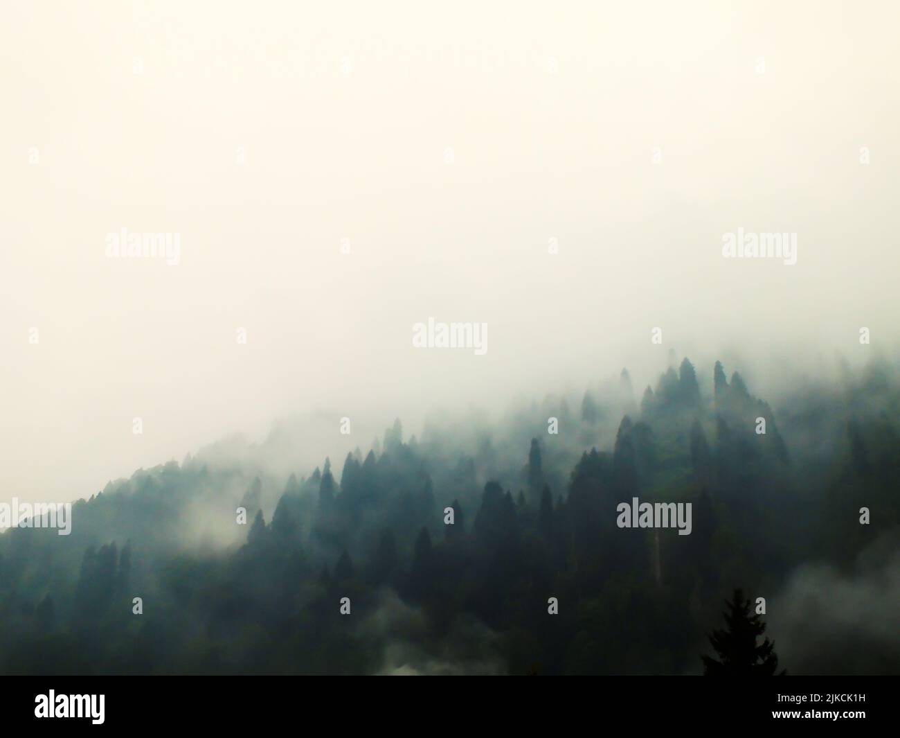Misty landscape with fir forest in vintage retro style, A mysterious foggy forest on a mountain with tall pine trees. Stock Photo