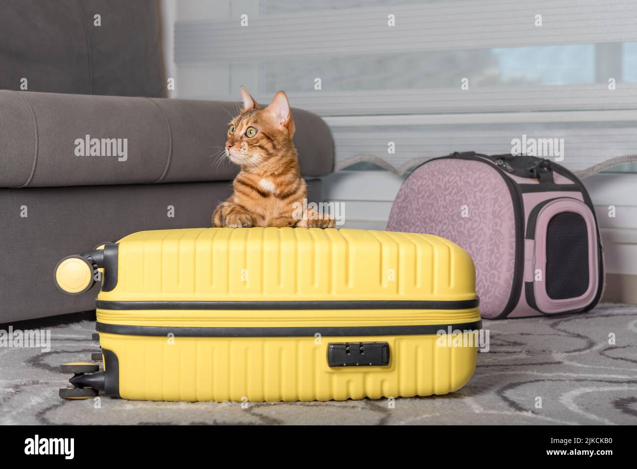 Petstock cat shop carrier