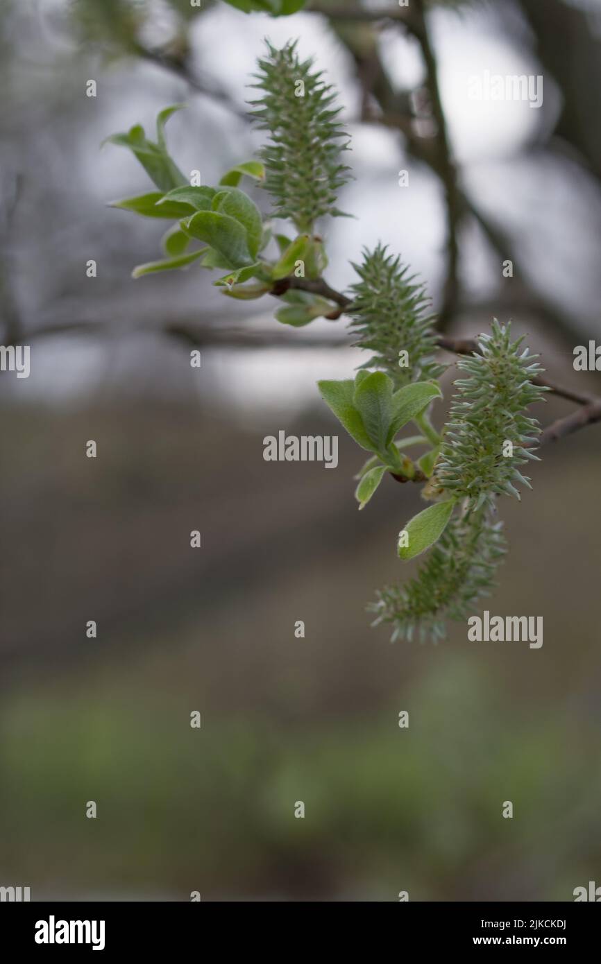A selective focus of Salix myrsinifolia tree in a park Stock Photo