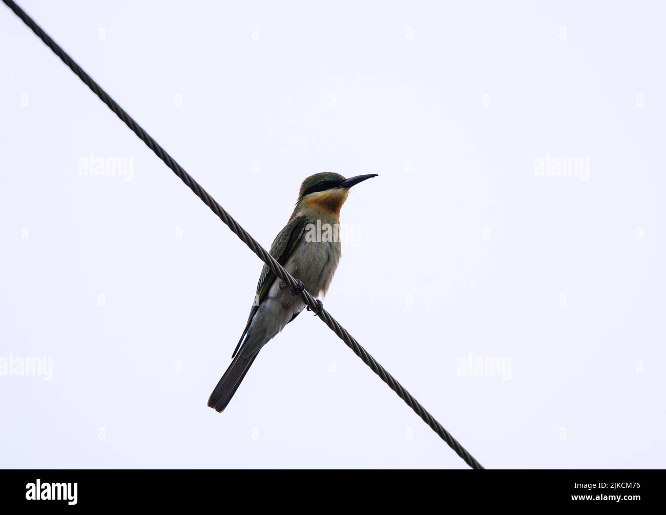 An Immature Bluetailed Beeeater (Merops philippinus philippinus) is