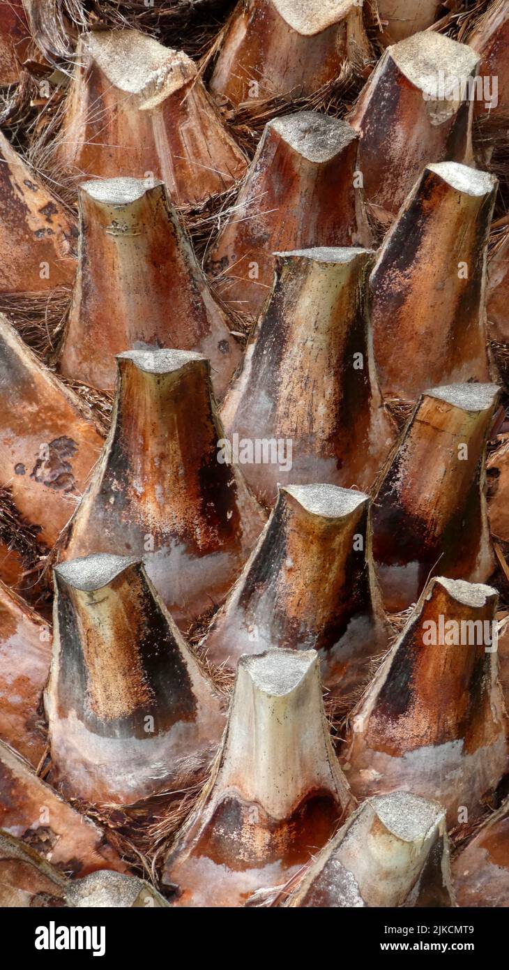close up of textured palm tree with cut fronds Stock Photo Alamy