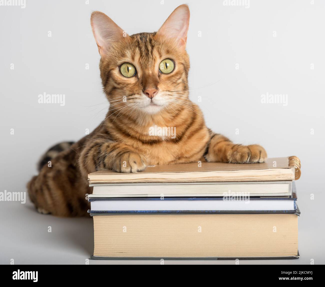 Smart Bengal cat and books on a white background. Preparation for school. Stock Photo