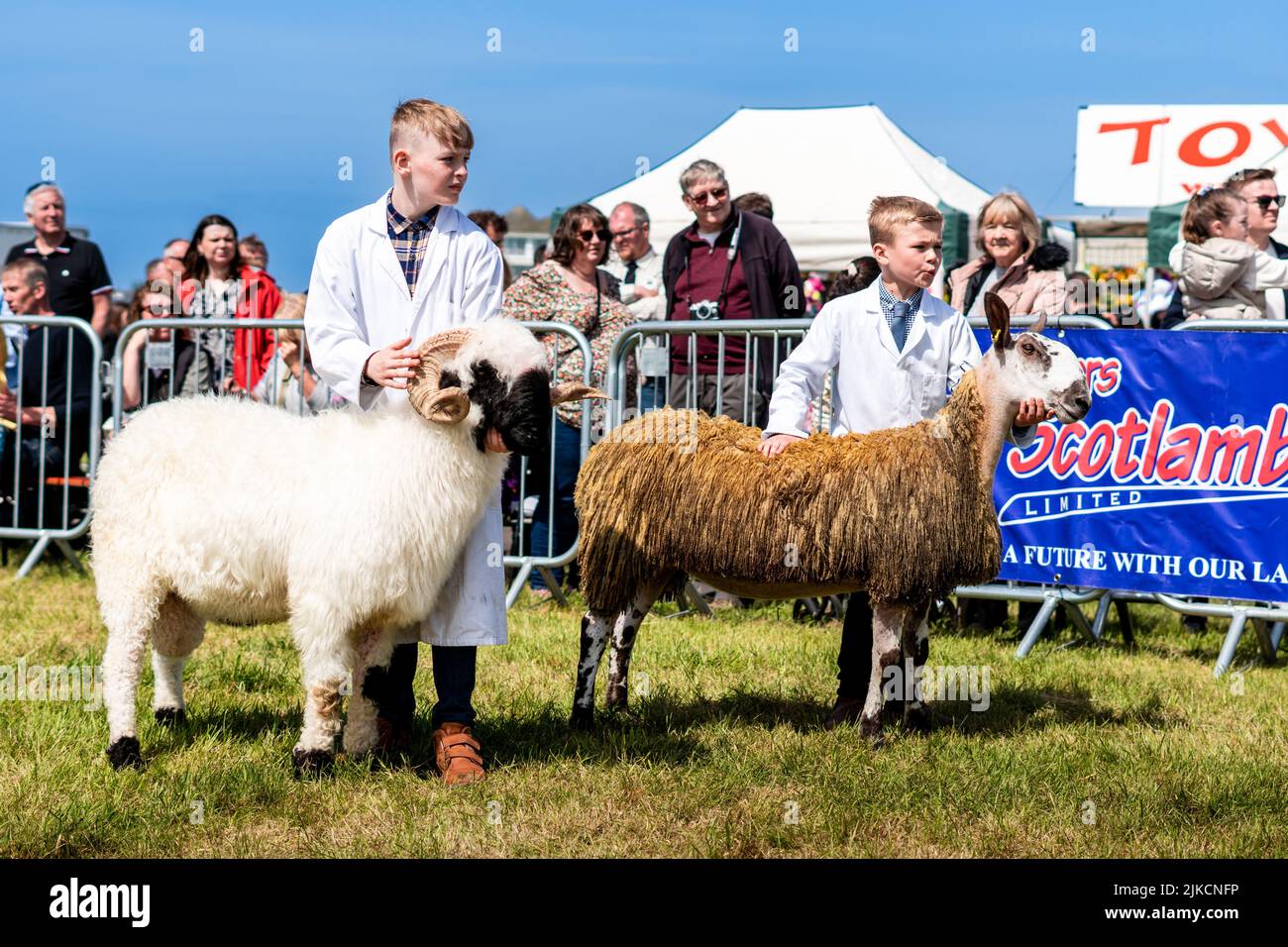 Two young boys with sheep during the Ayr County Show in the UK in sunny