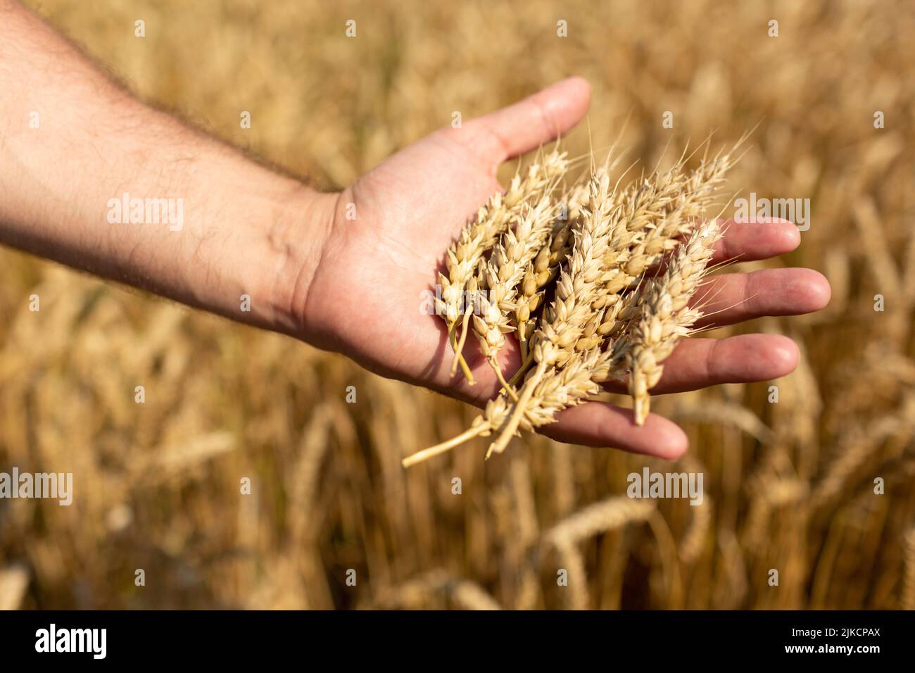 The farmer's hand holds the plucked ears of wheat in his hand Stock Photo