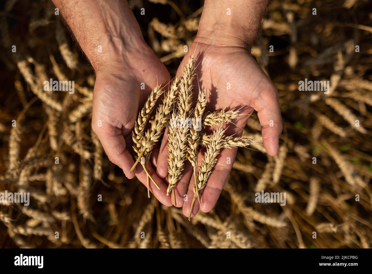 The farmer's hand holds the plucked ears of wheat in his hand Stock Photo