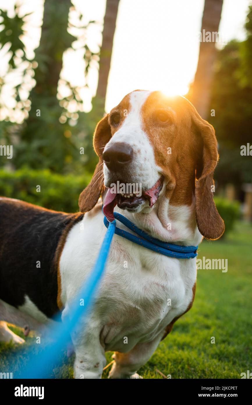 BASSET HOUND EN EL CESPED EN EL ATARDECER Stock Photo