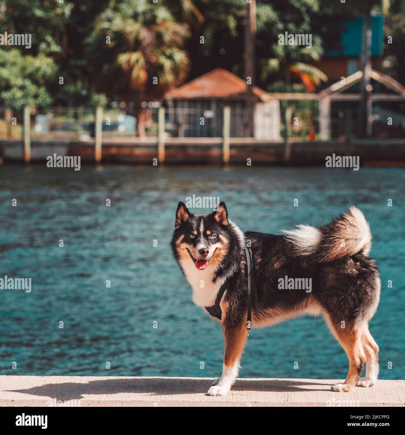 Siberian Husky dog on the beach river tongue out miami Stock Photo