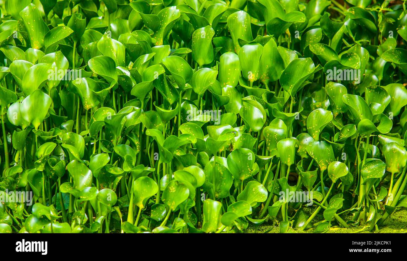 Water Hyacinth in swamps in Louisiana Stock Photo