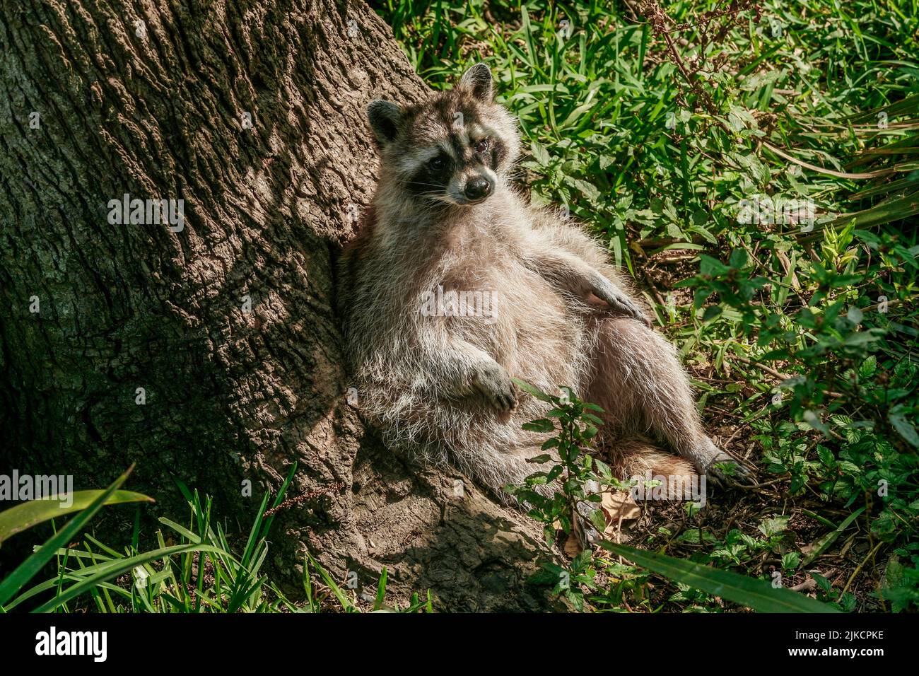 Raccoon lounging on a tree in South Louisiana Stock Photo