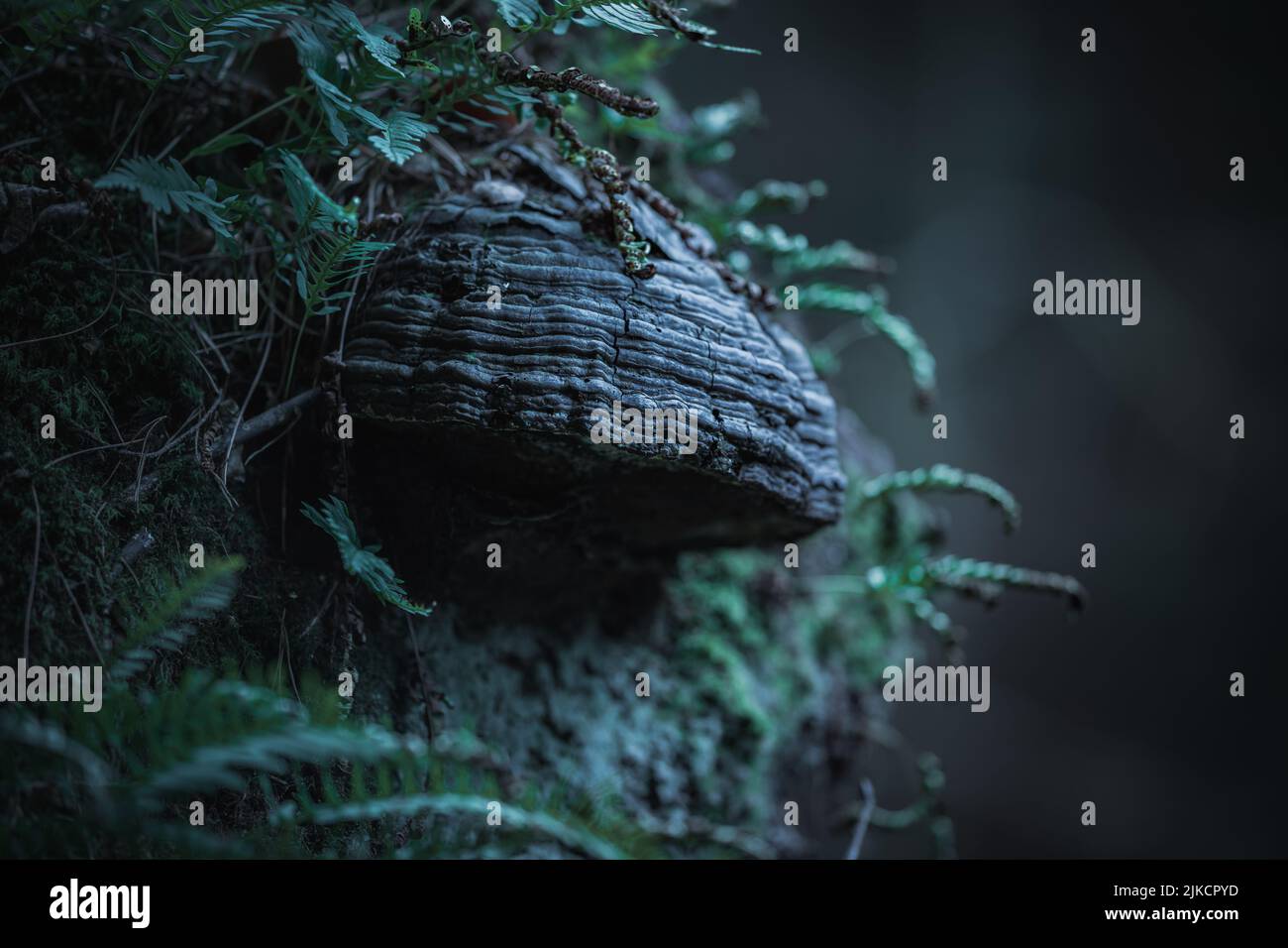 Detail of fungus Polyporus. These special types of fungus grows on a tree deep in the forests. Stock Photo