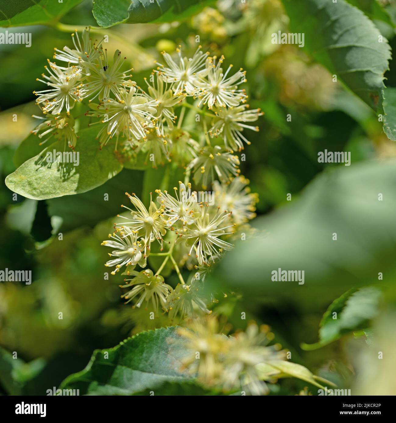Blooming winter linden, Tilia cordata Stock Photo
