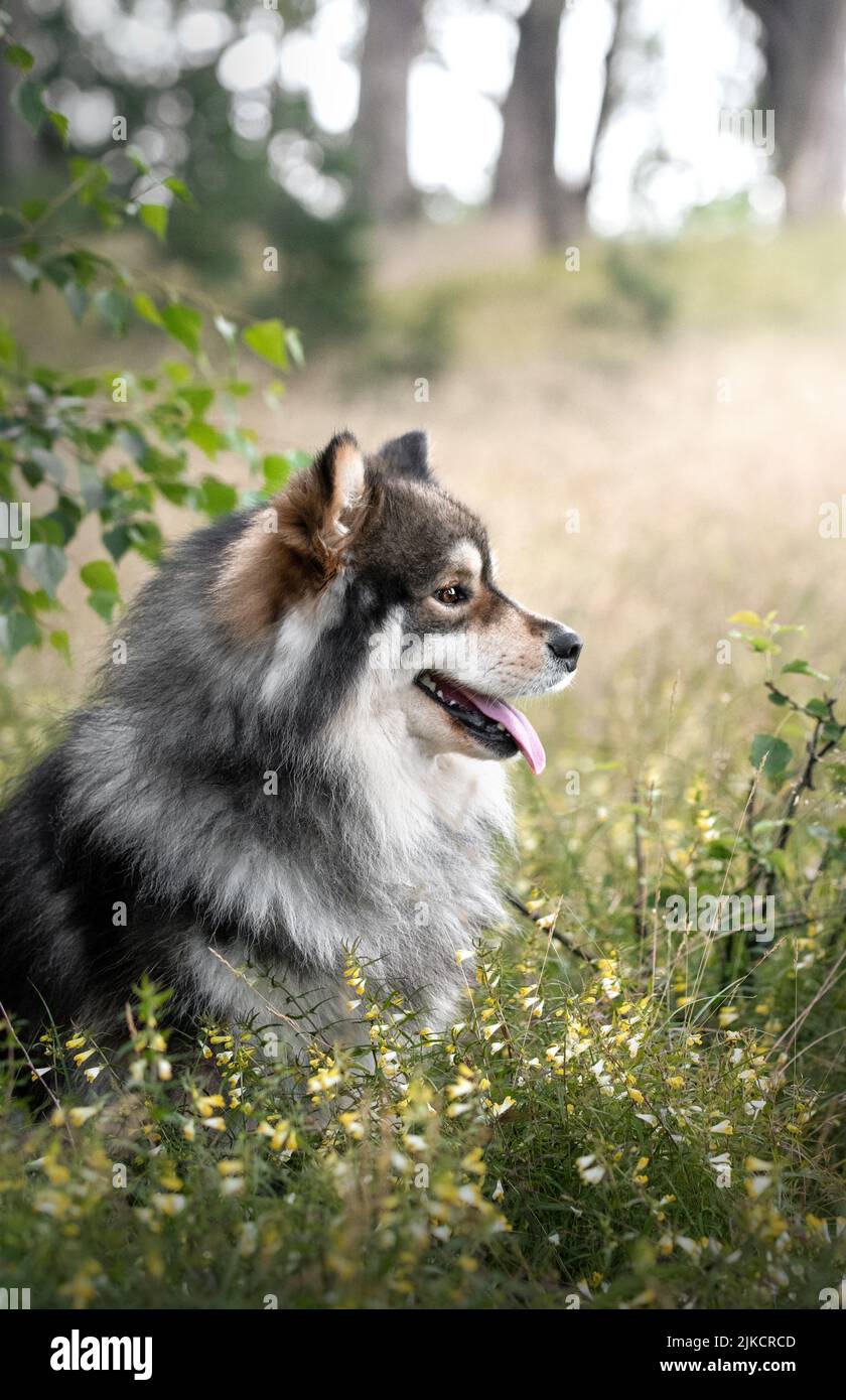 Portrait of a young Finnish Lapphund dog sitting outdoors in flowers ...