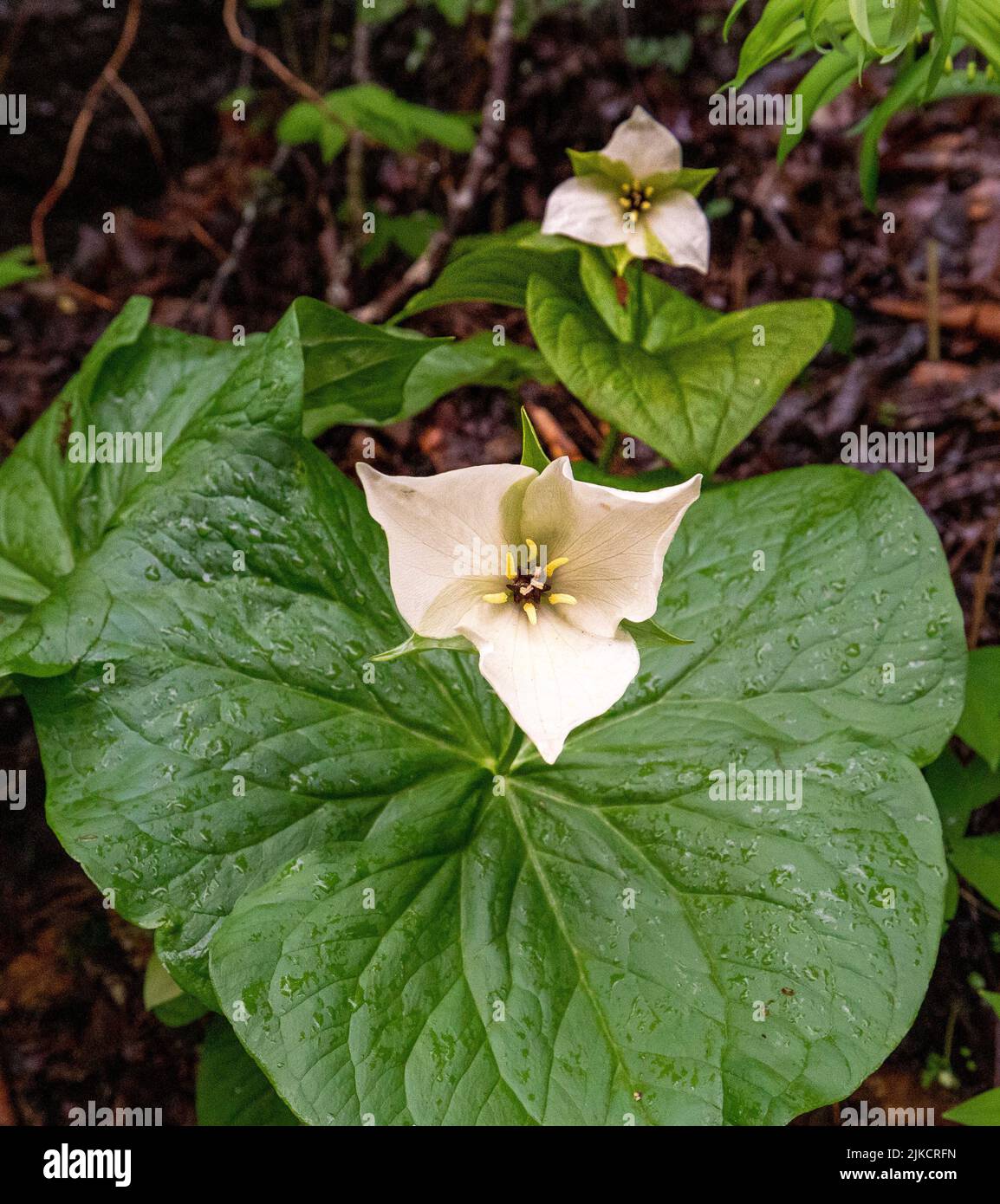 The white trillium flowers with green leaves Stock Photo