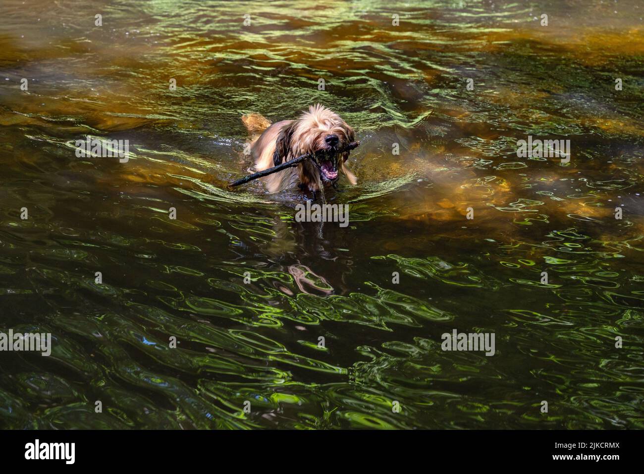 Briard dog swimming in beautifully illuminated river with stick in mouth. Stock Photo