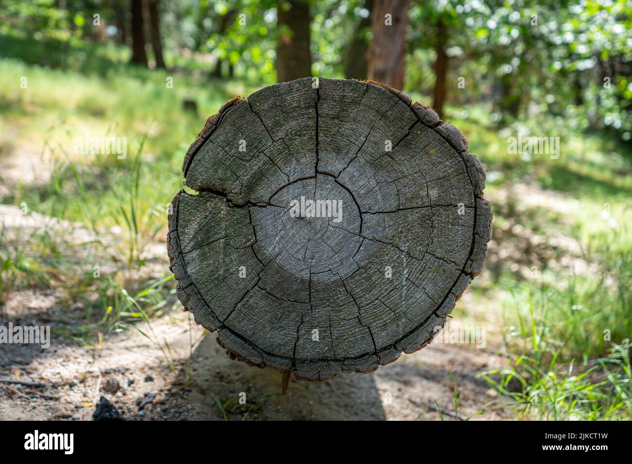 Trees and woods, Big Bear, pine crest Stock Photo