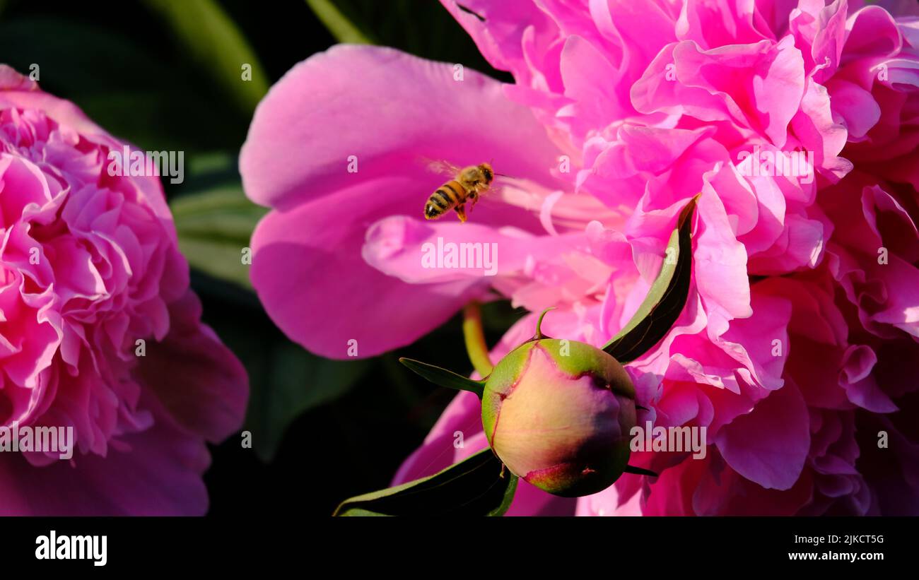 A closeup of a bumblebee pollinating pink Chinese peony flowers in sunlight Stock Photo