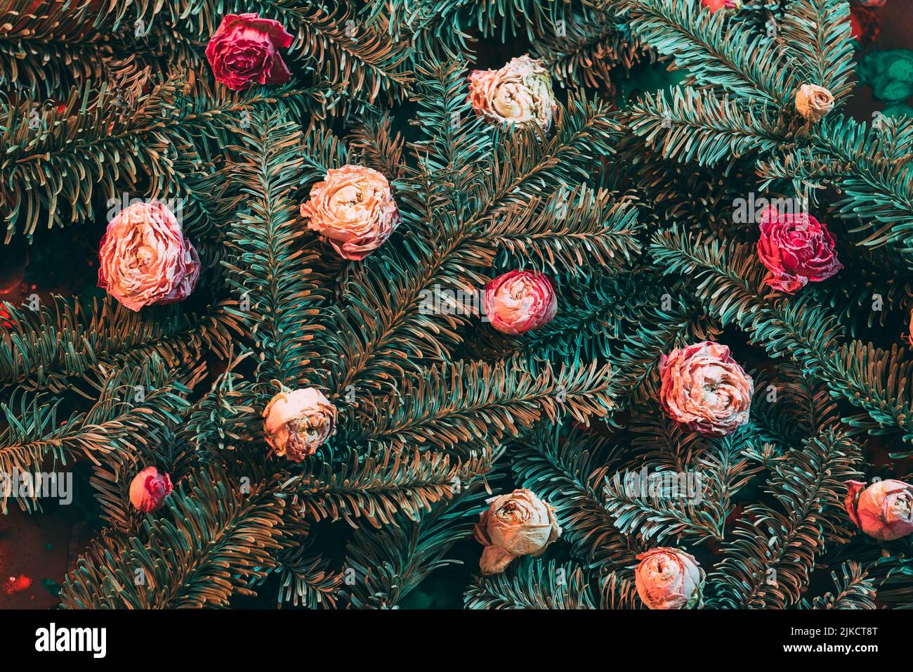 winter holidays christmas tree dried rose buds Stock Photo Alamy