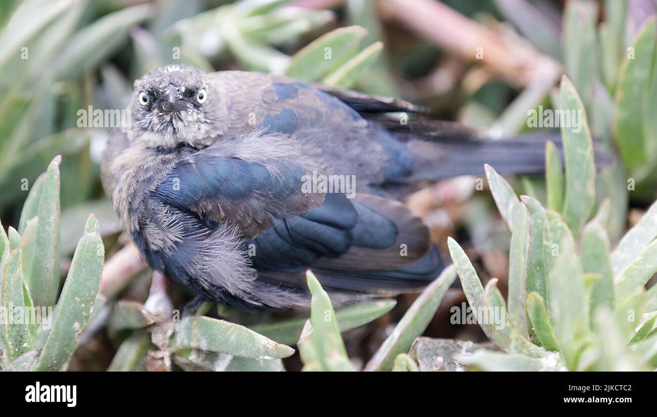 Brewer's Blackbird, Juvenile Male. San Mateo County, California, USA. Stock Photo