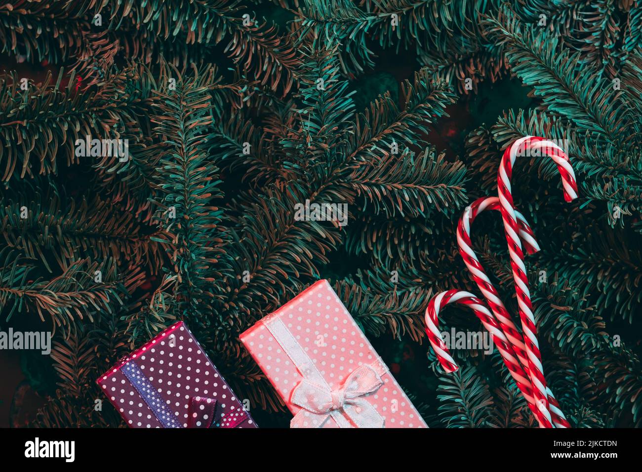 winter holidays candy canes gift boxes fir tree Stock Photo - Alamy