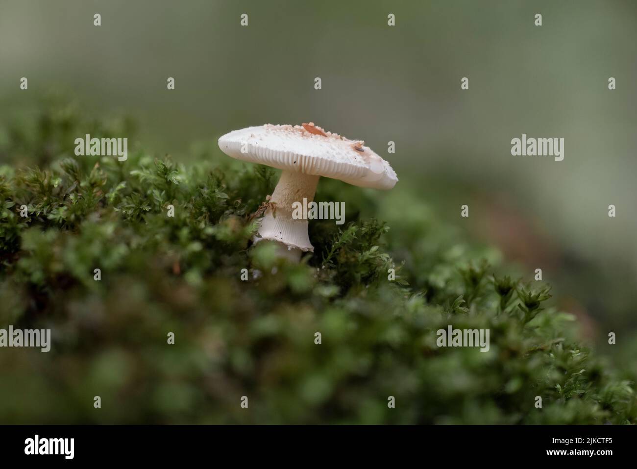 A closeup of a tiny blusher mushroom (Amanita rubescens) in moss Stock Photo