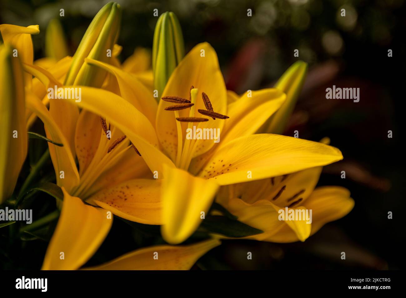A closeup shot of yellow Golden-rayed lily flowers in a garden in a blurred background Stock Photo