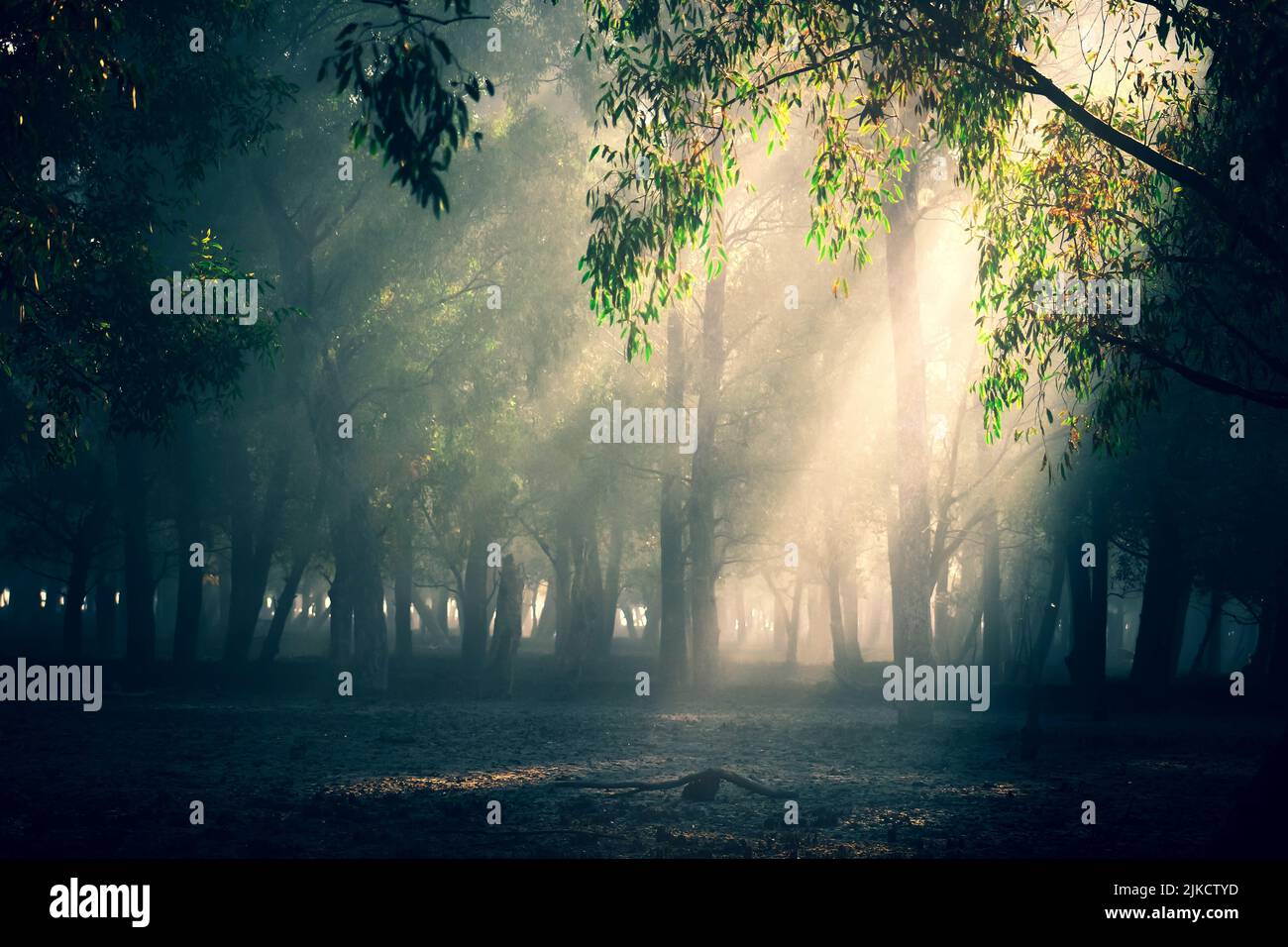 A scenic view of sun rays coming through forest trees Stock Photo - Alamy