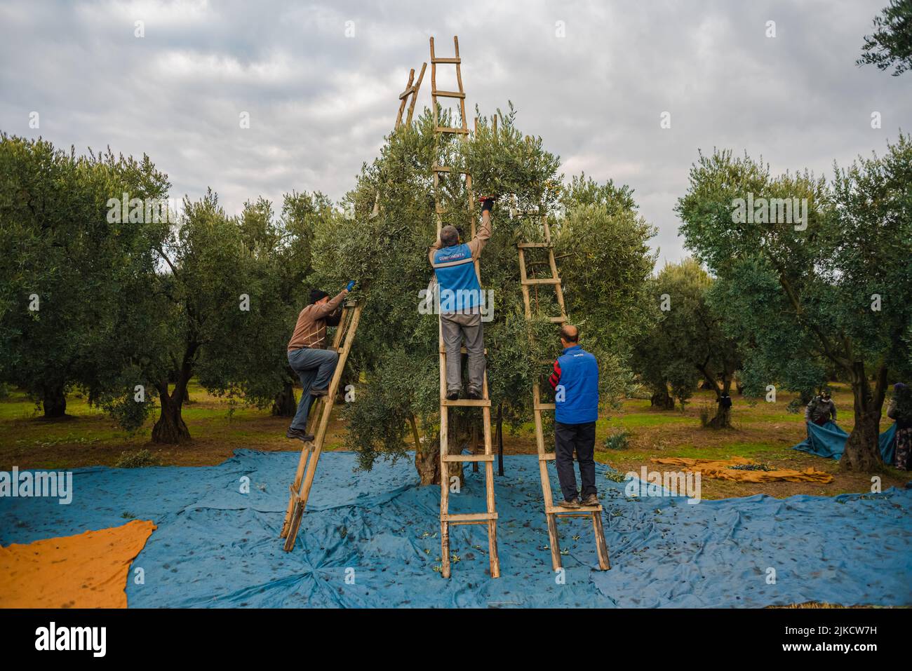 local farmers harvesting olives on ladder Stock Photo