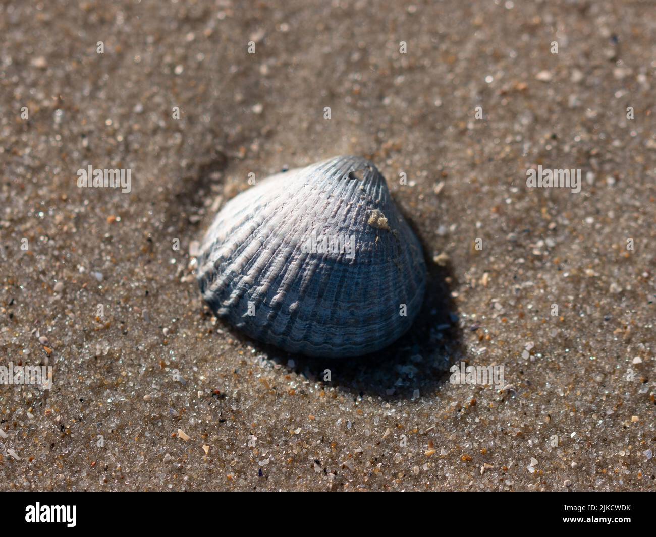 a close up, macro photo of a shell on the beach in the sand Stock Photo