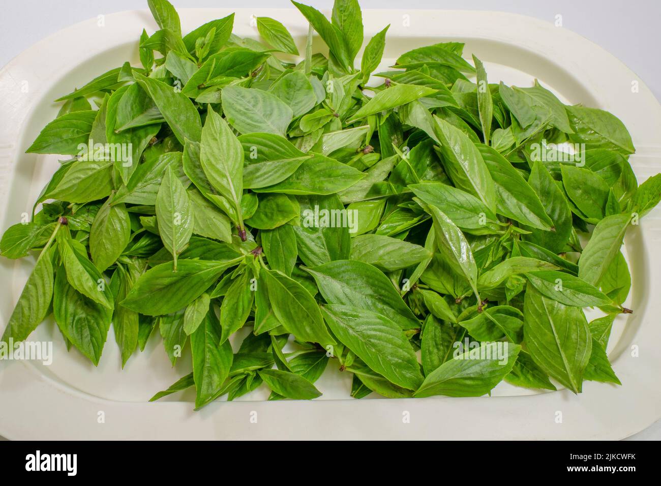 Asian basil leave, closeup healthy herbal isolated on white background Stock Photo