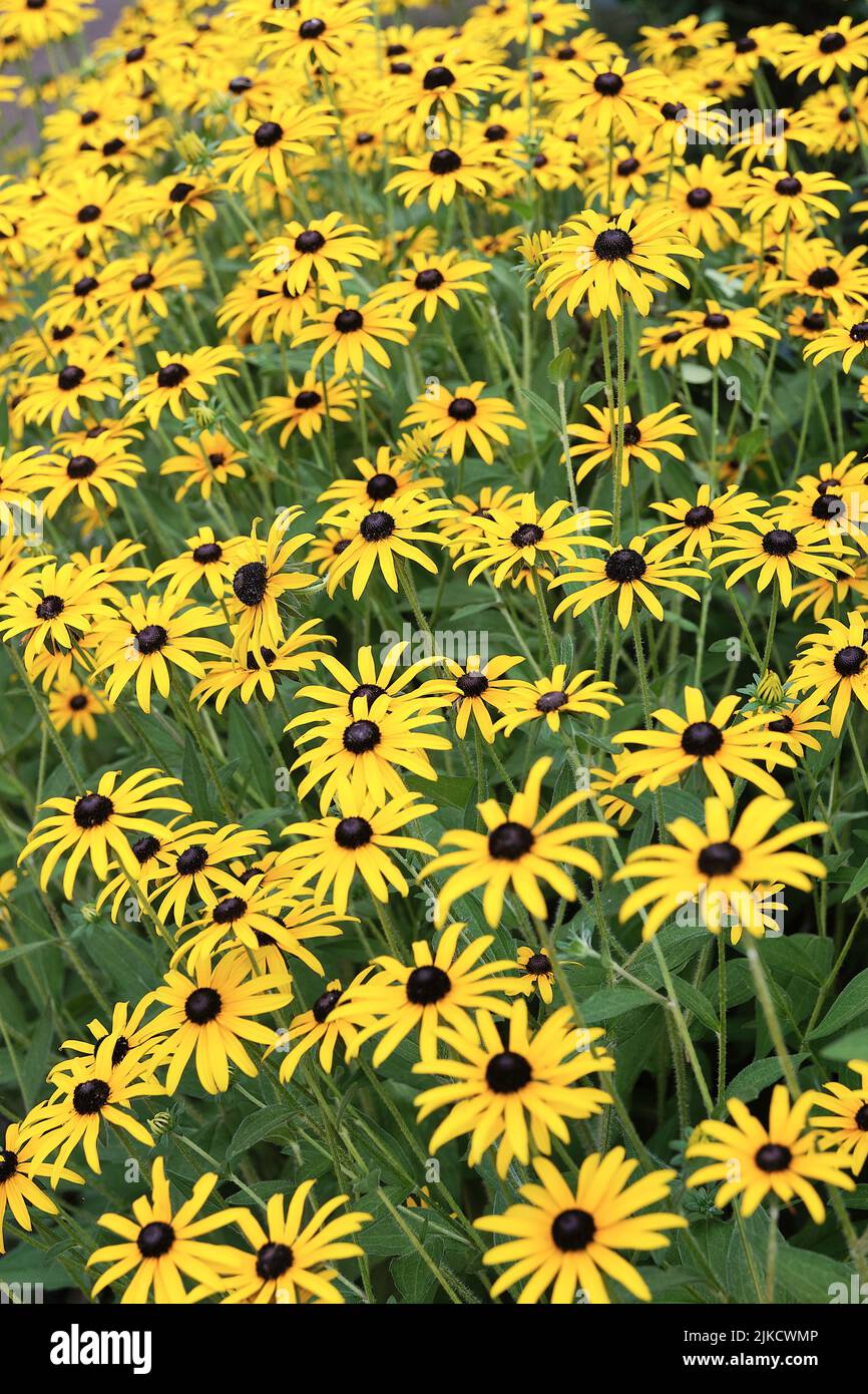 A garden full of blooming Black-eyed Susans (Rudbeckia hirta), typically found in Eastern North America. Stock Photo