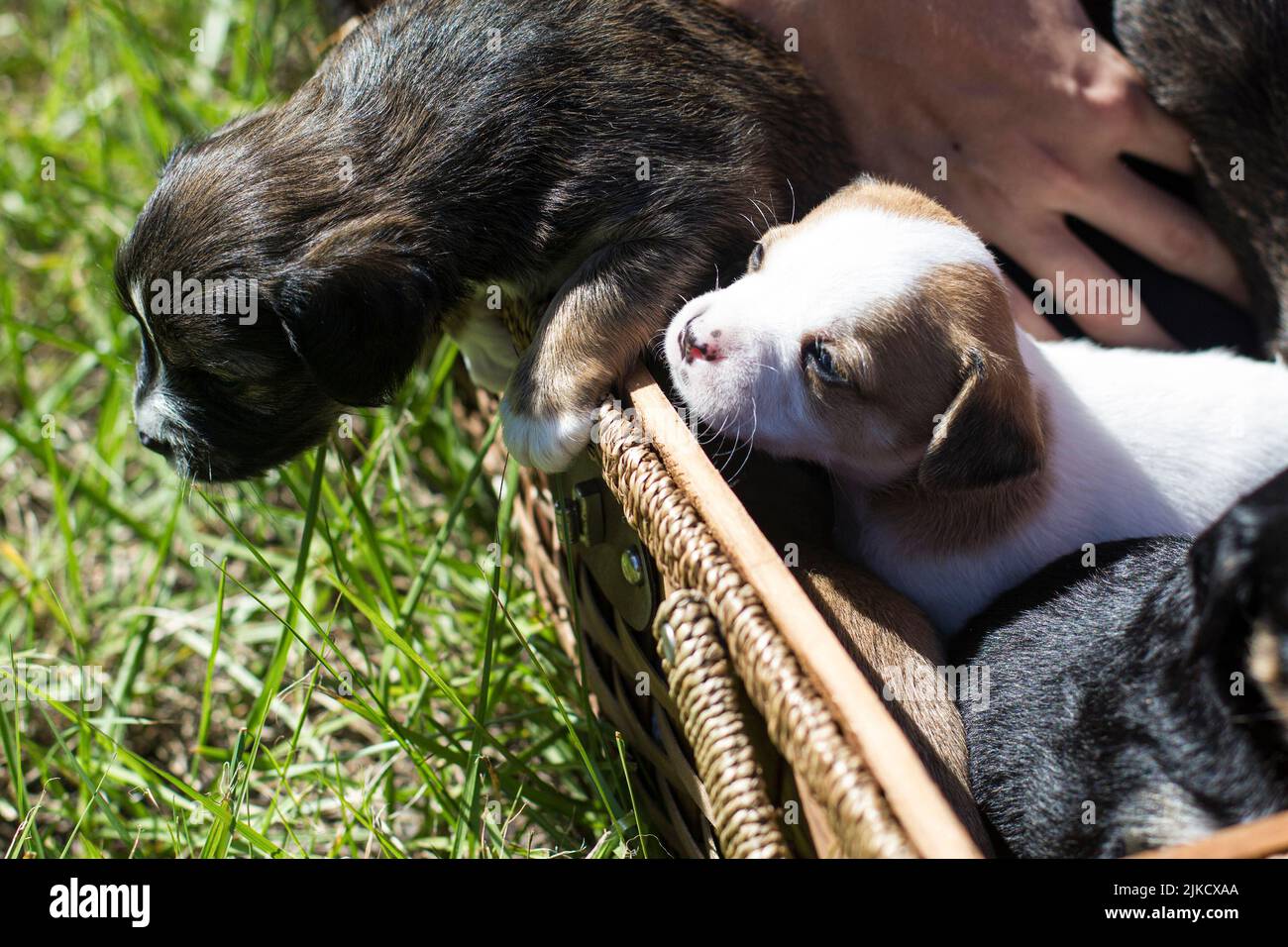 The cute puppies in a basket on a sunny day Stock Photo - Alamy
