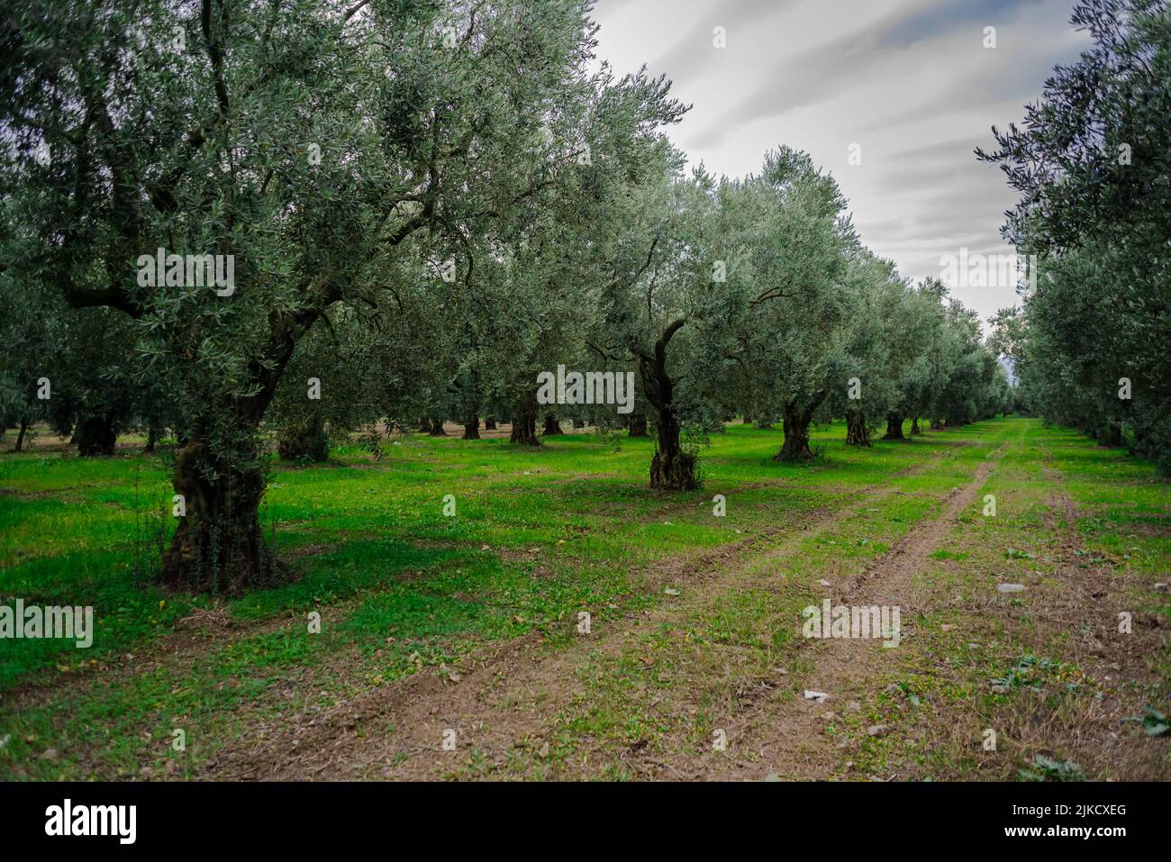 outstretched in perspective  green olive trees, agriculture concept Stock Photo