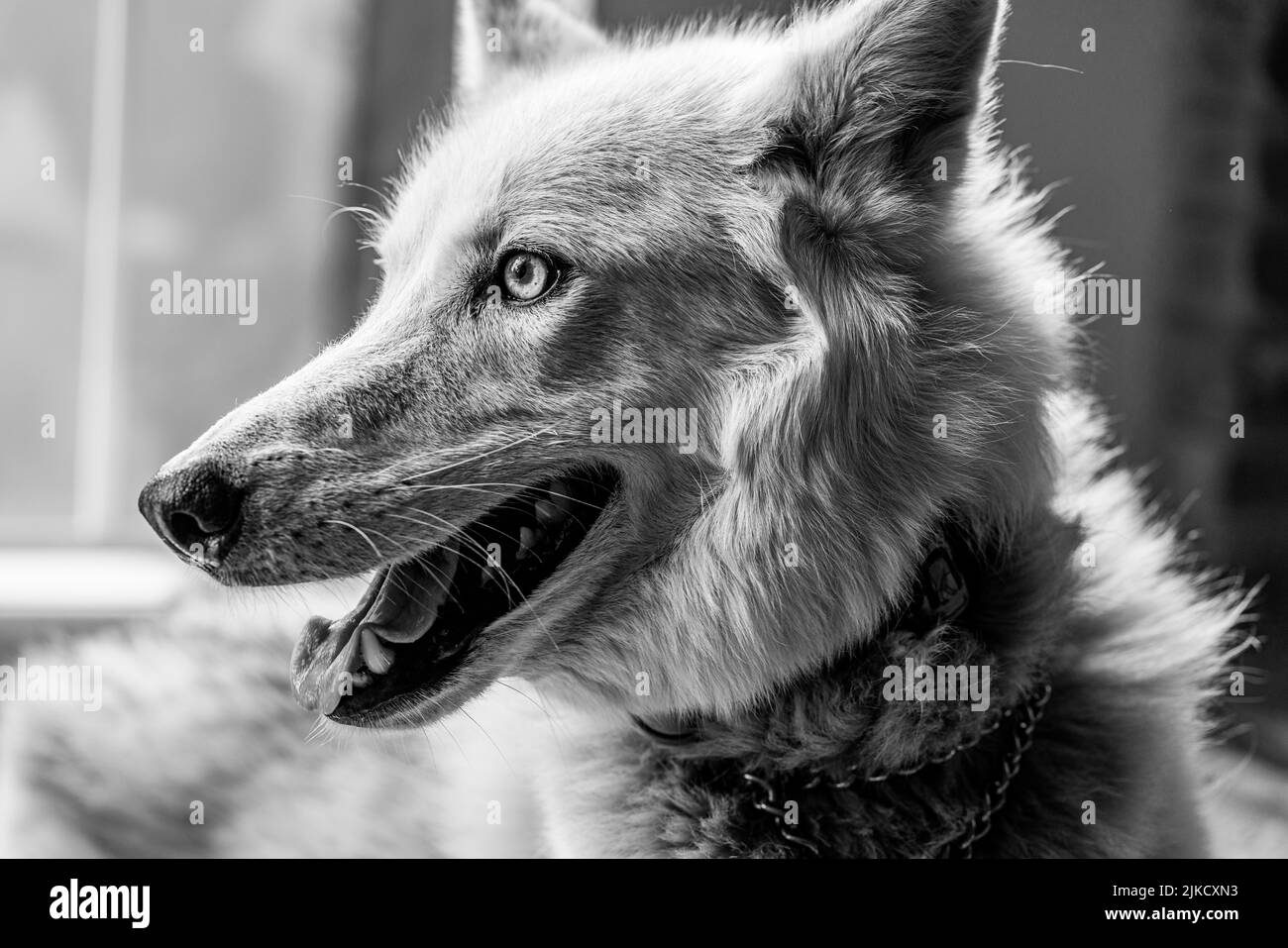 A grayscale closeup shot of a white wolf face Stock Photo