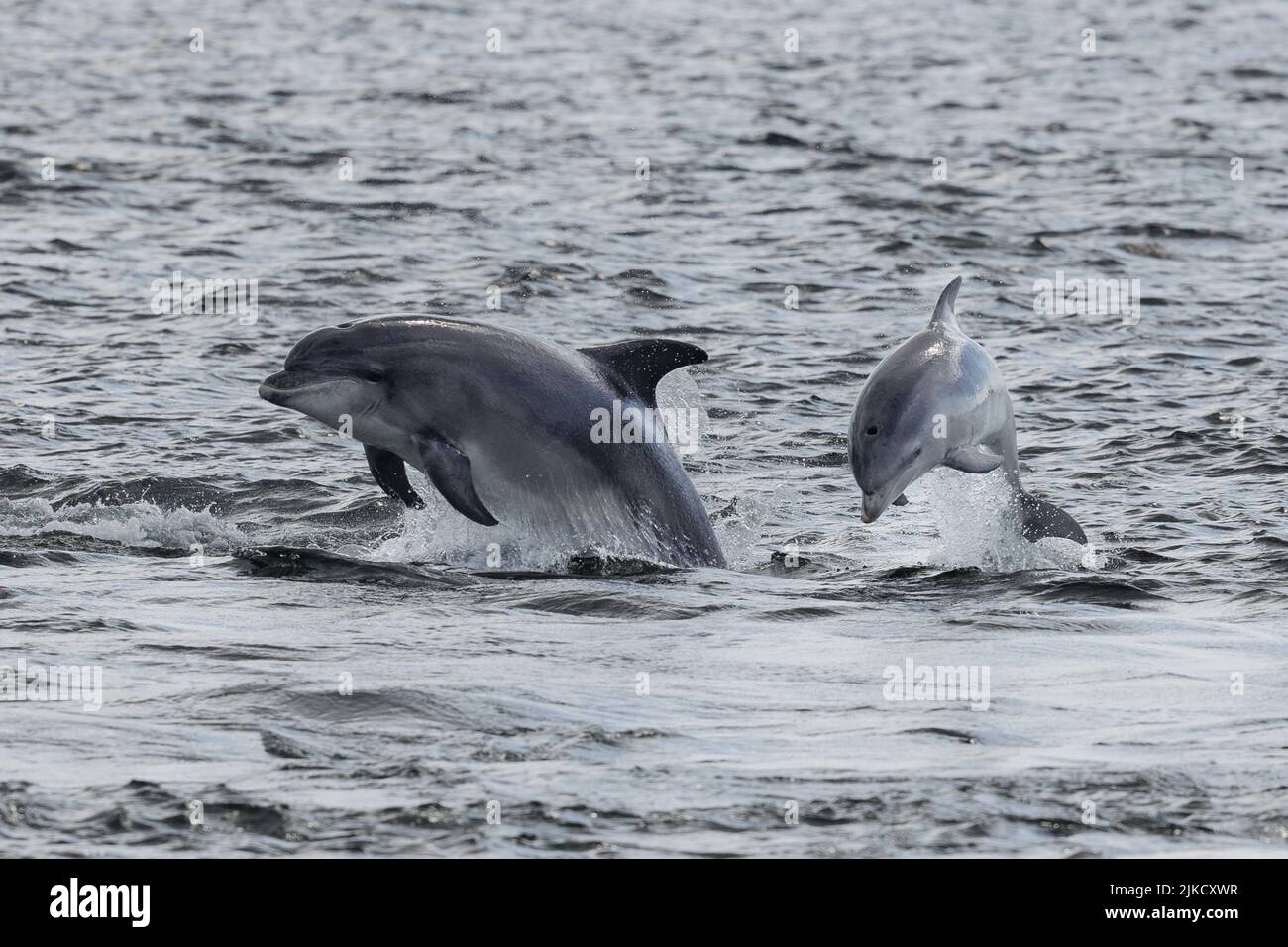 Bottlenose dolphin. Moray Firth. Scotland. 2022. Stock Photo