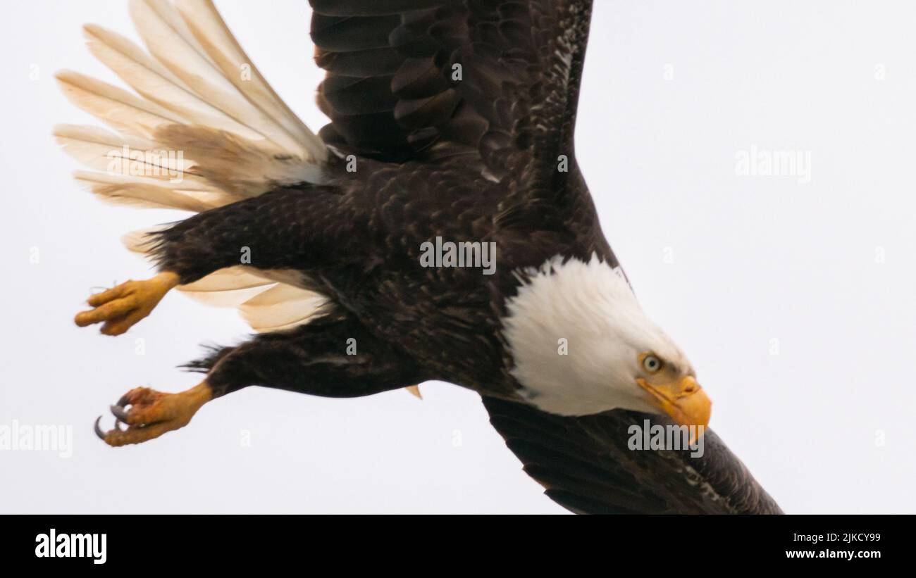 A Bald Eagle swoops in for lunch on Adak Island Stock Photo Alamy