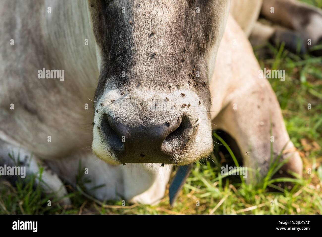 Closeup of nose of Alpine gray cow covered with flies. Stock Photo