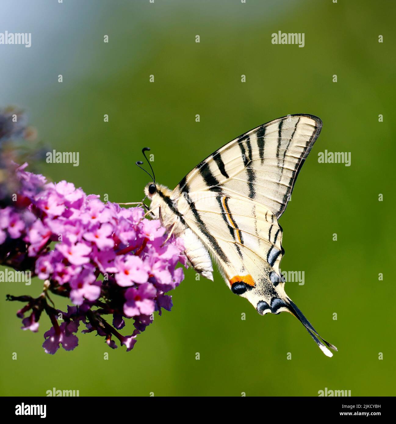 A butterfly, Iphiclides podalirius, sits on the blossoms of Buddleia Stock Photo