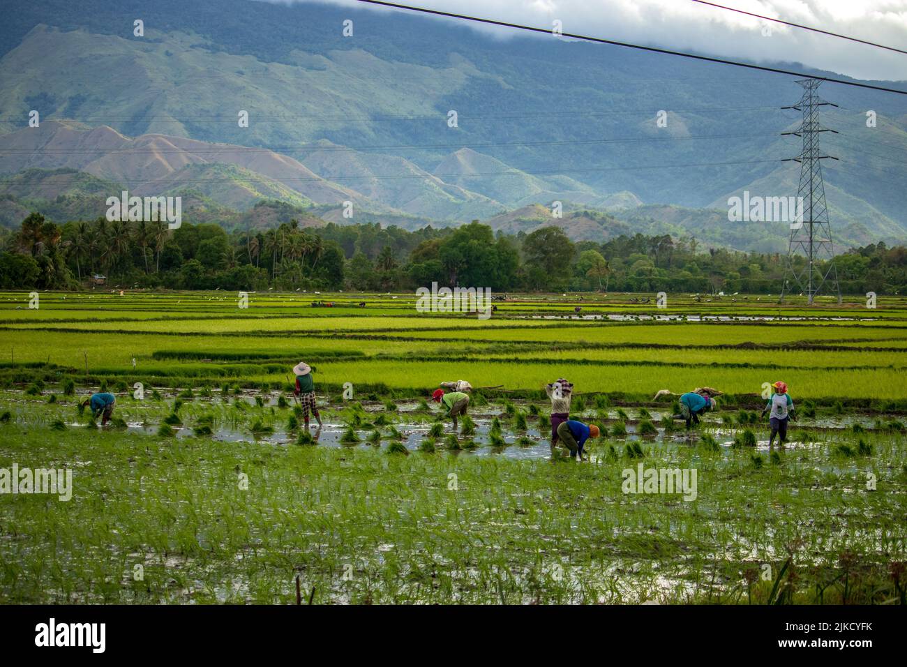 Photo of farmers planting rice, Aceh, Indonesia. Stock Photo