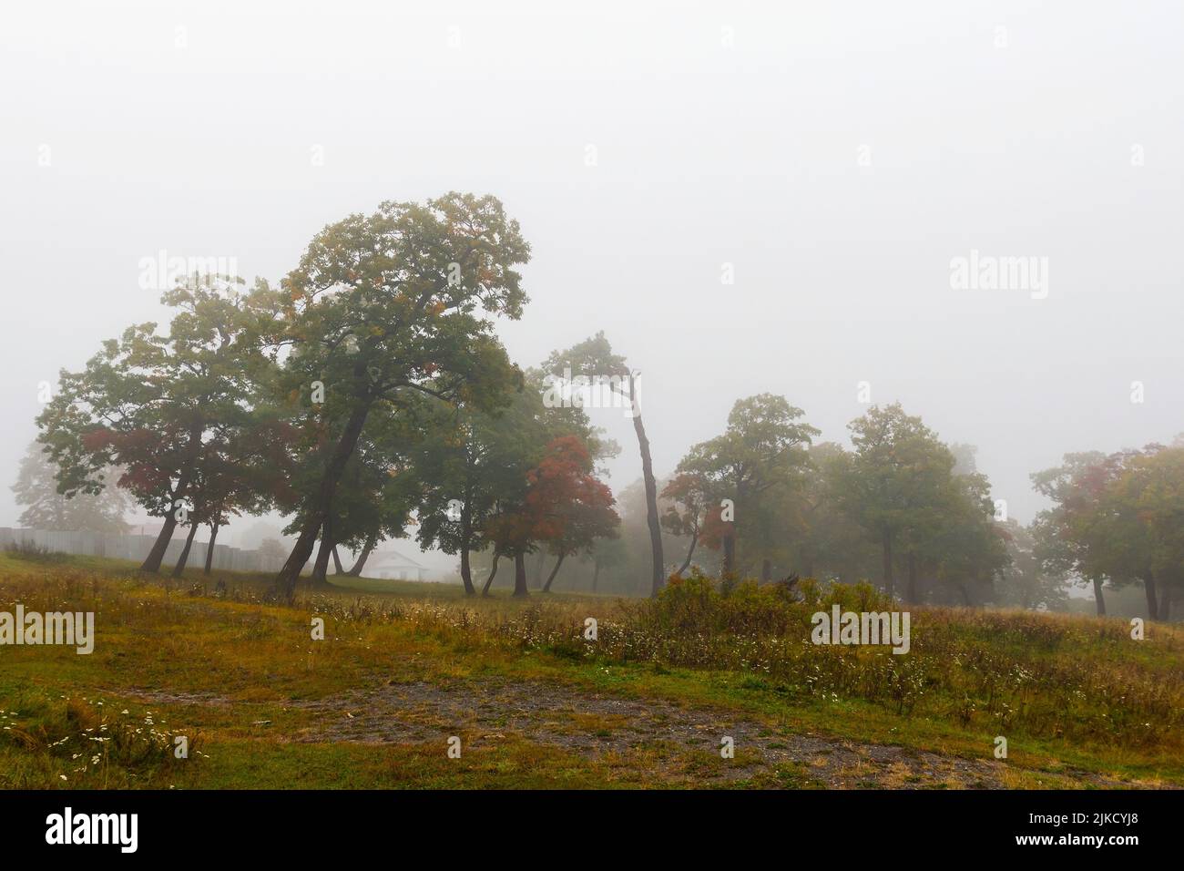 Trees obscured by mist early in the morning Stock Photo - Alamy
