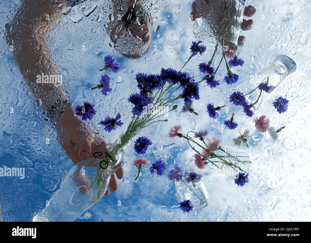 Cornflowers. Wild Blue Flowers Blooming. Border Art Design. White background. Closeup Image. Soft Focus Stock Photo