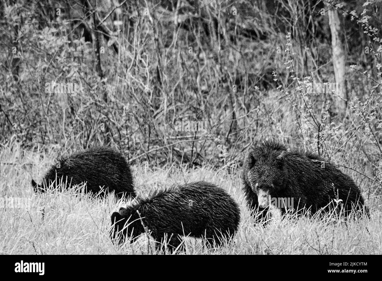 A grayscale shot of bears in the forest Stock Photo