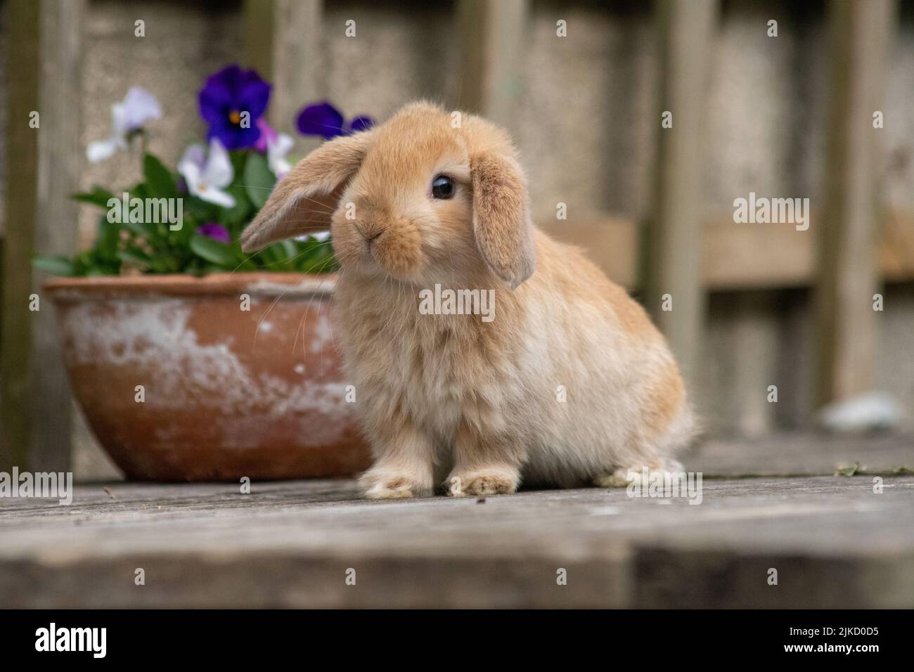 Fawn Mini Lop Stock Photo