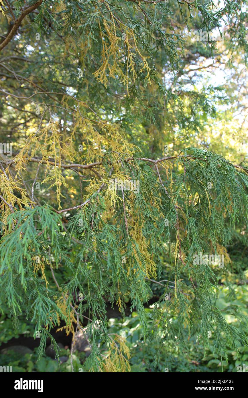 Close up of branches of a Blue Weeping Juniper, Juniperus scopulorum, with green and yellow leaves on a bright, sunny day Stock Photo