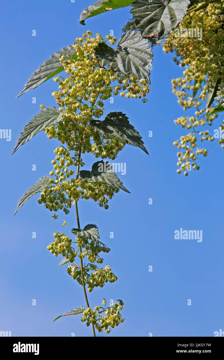 Common hop / hops (Humulus lupulus) close-up of male flowers flowering in summer Stock Photo