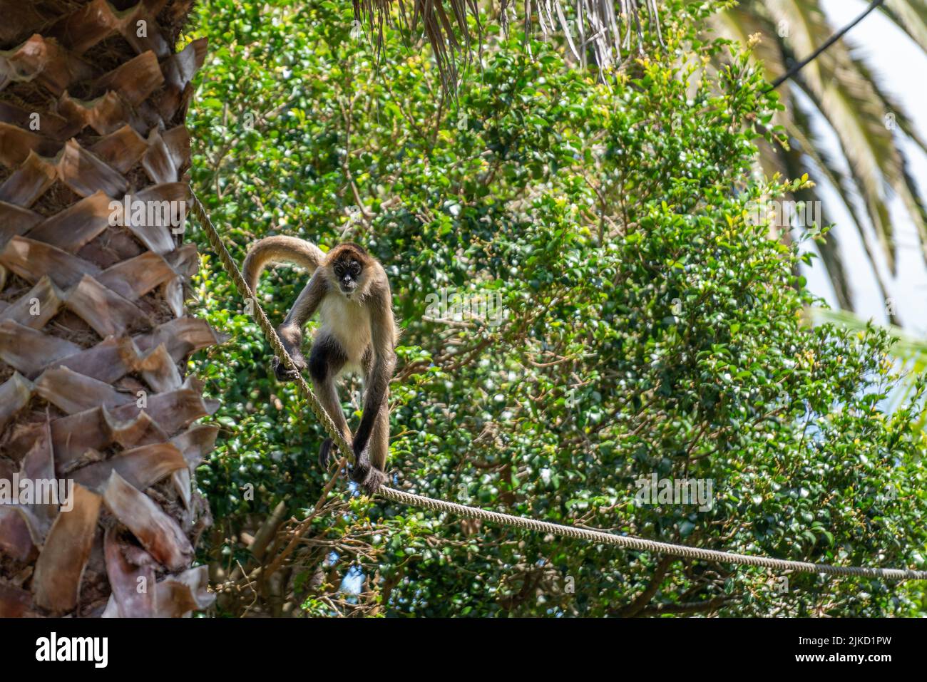 The close-up view of a Yucatan spider monkey on the rope Stock Photo