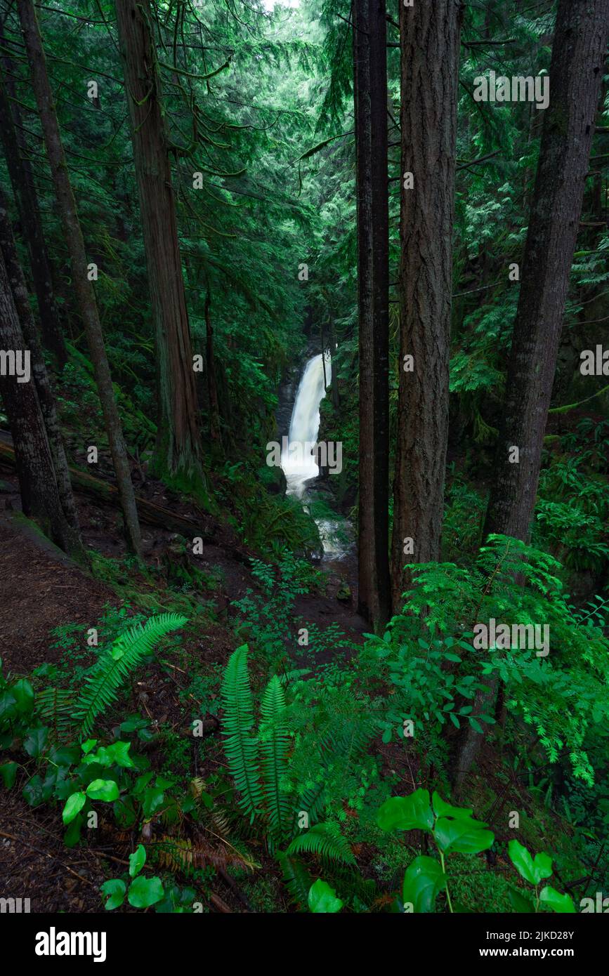A vertical shot of a beautiful waterfall in a dense forest Stock Photo ...