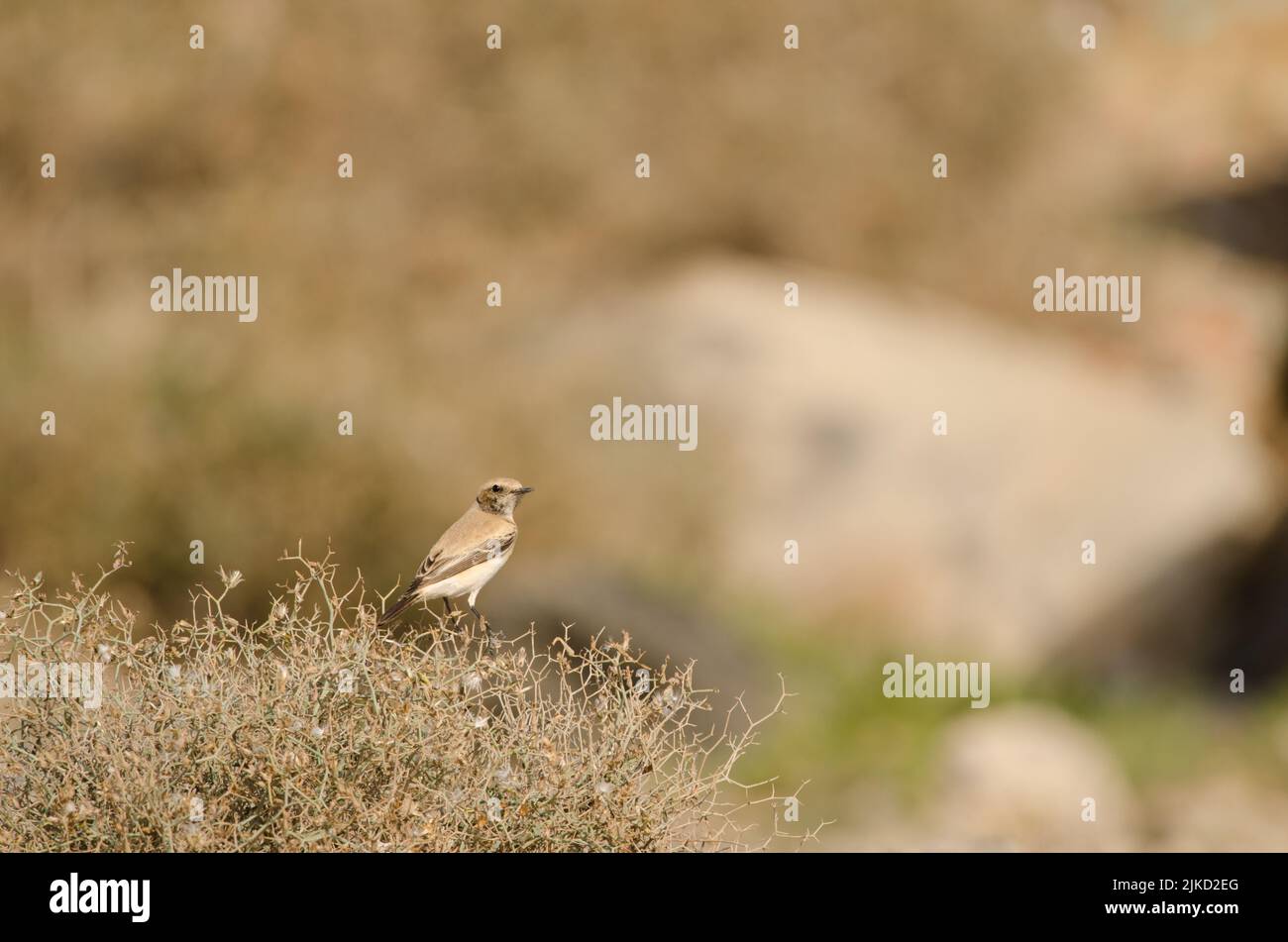 Desert wheatear Oenanthe deserti on a Launaea arborescens. Las Palmas de Gran Canaria. Gran Canaria. Canary Islands. Spain. Stock Photo