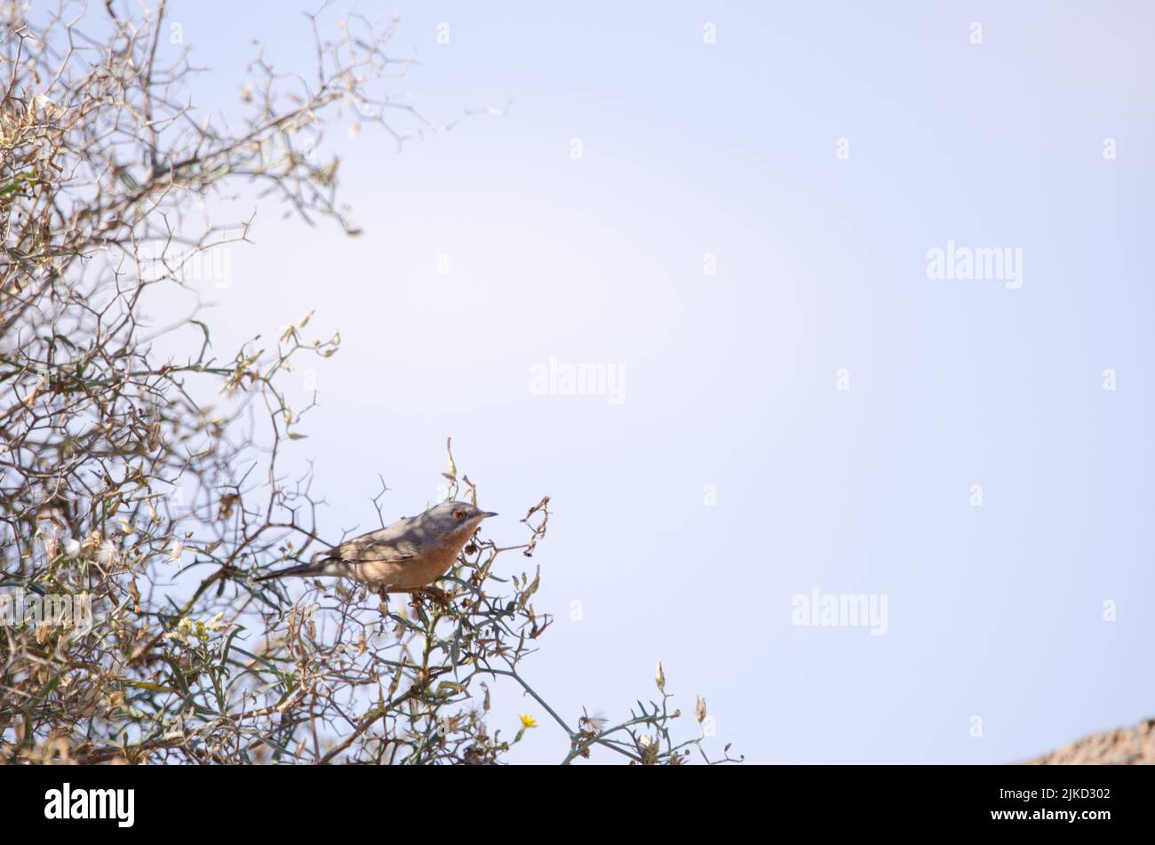 Male subalpine warbler Sylvia cantillans on a Launaea arborescens. Las Palmas de Gran Canaria. Gran Canaria. Canary Islands. Spain. Stock Photo
